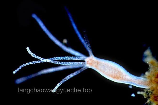 蜉蝣寿命极限下的生物演化新趋势
